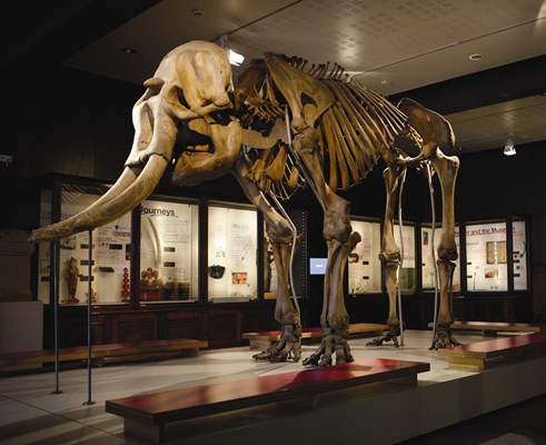 Skeleton of Asian Elephant
