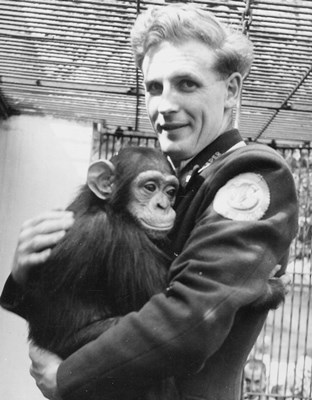 Photo of chimpanzee and keeper, 1946